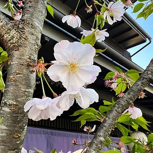 Appart hôtel Rinn Kamiebisu, Kyoto